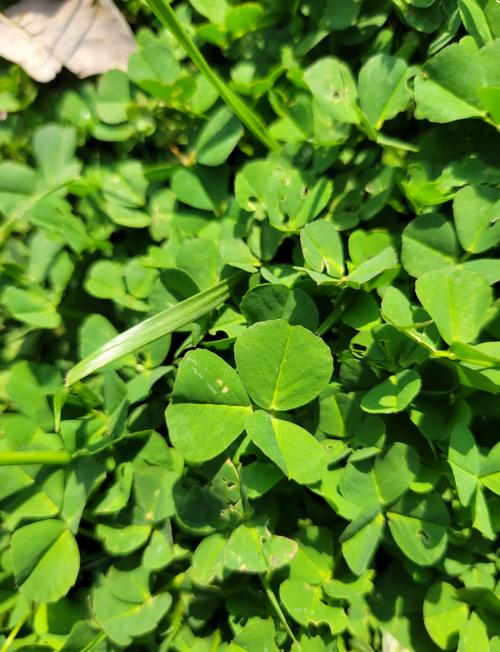 金花菜长什么样