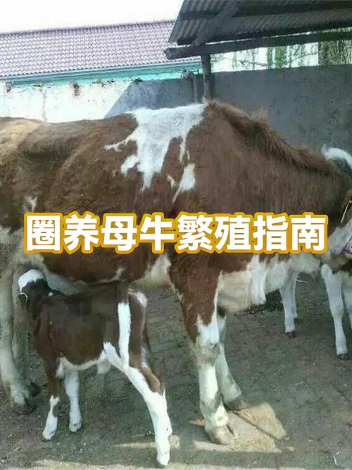 圈养母牛怎么个养法