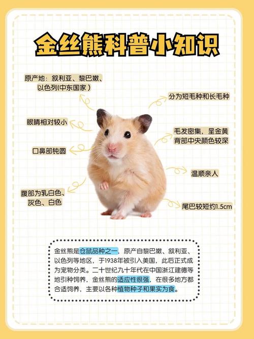 金丝熊谁养谁后悔