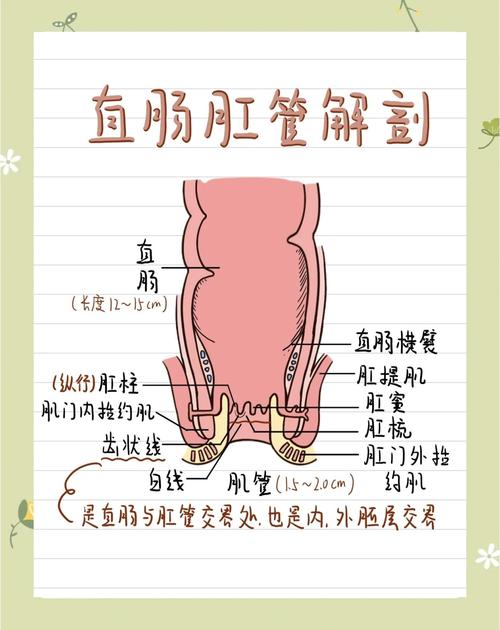 肛门有肉翻出来图片缩略图