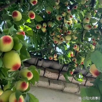 669acgc桃子移值游戏截图