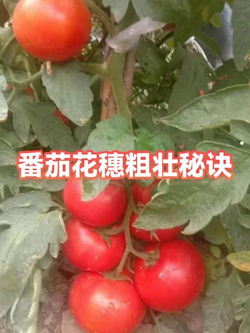 好用的番茄点花器