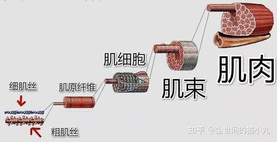 牛腱子里一根像塑料一样的筋