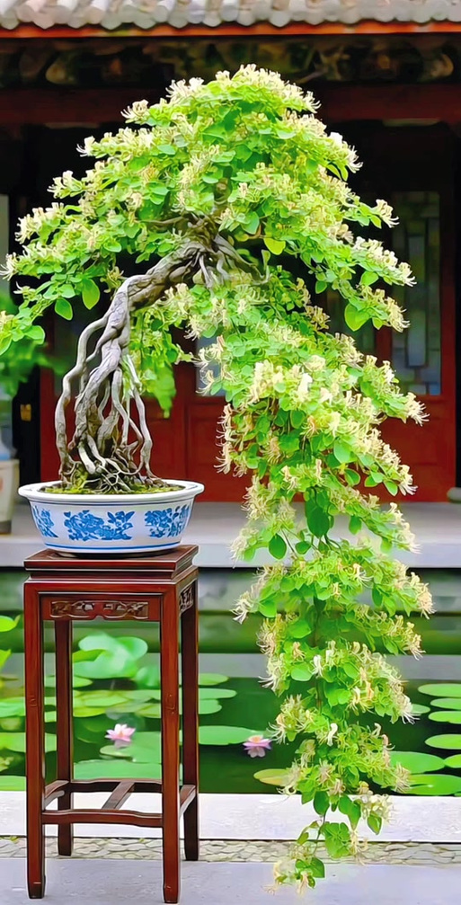 金银花全图