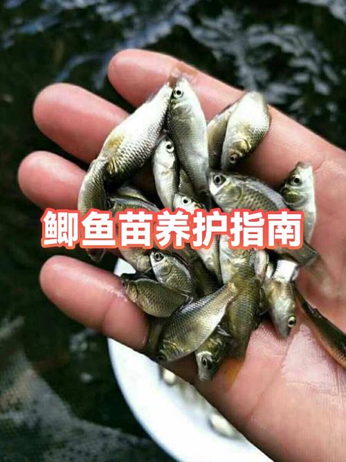 刚生下小鱼苗喂什么缩略图