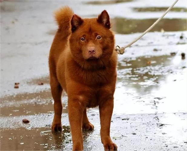 五红犬为什么被国家强制禁养图标