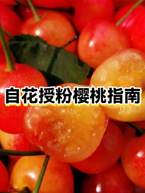 樱桃云的特点和优势缩略图