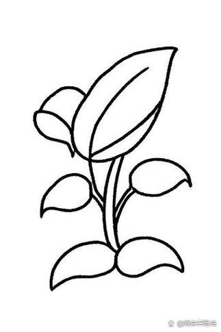 植物简笔画带名称
