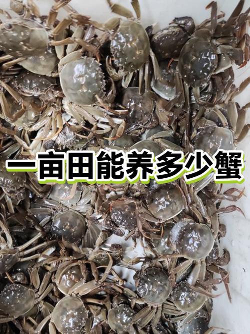 稻田养蟹一亩养多少只图标