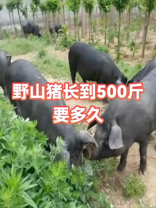 野生山猪吃什么的缩略图