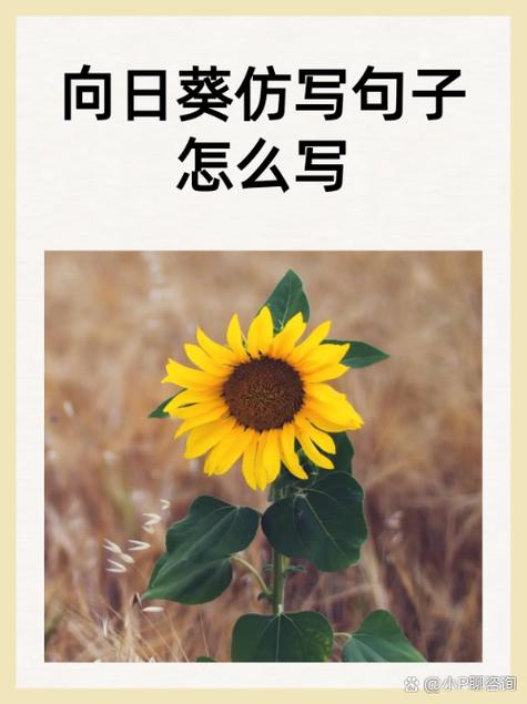 高情商晒向日葵的句子图标
