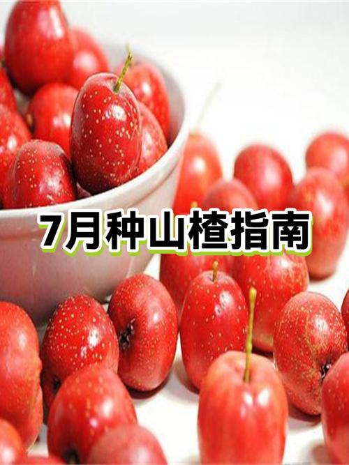糖人能吃无糖山楂圈吗缩略图