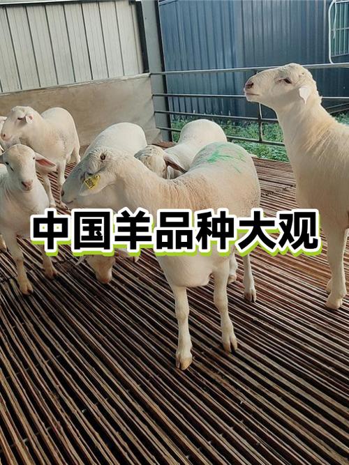 饲料羊跟生态羊怎么区分