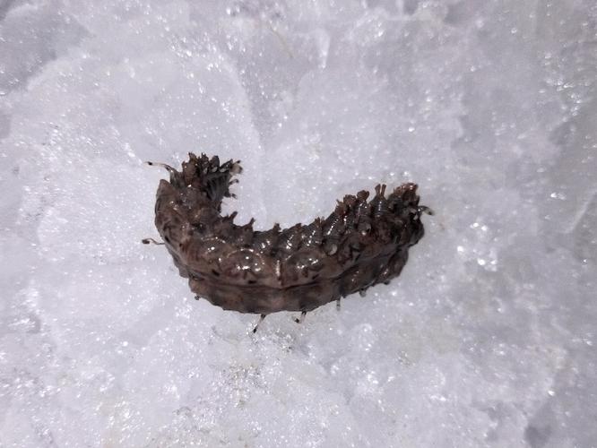 巨型海鳞虫图片