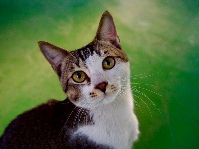 画质猫专业版下载教程缩略图