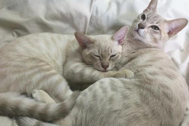 12种最适合学生养的猫