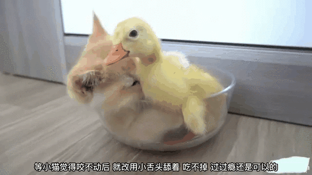 桔小鸭赚钱软件图标