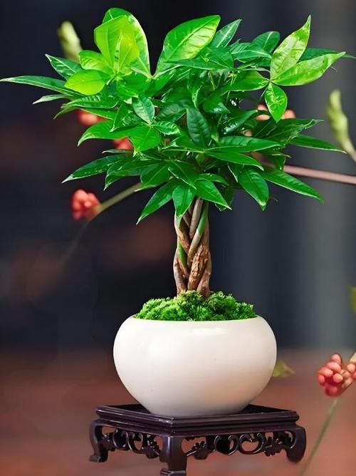 招财进宝树图片游戏截图