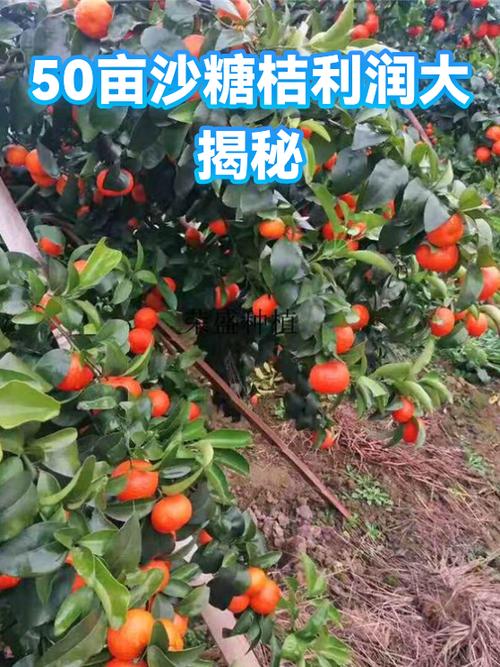 沙糖桔利润怎么样缩略图