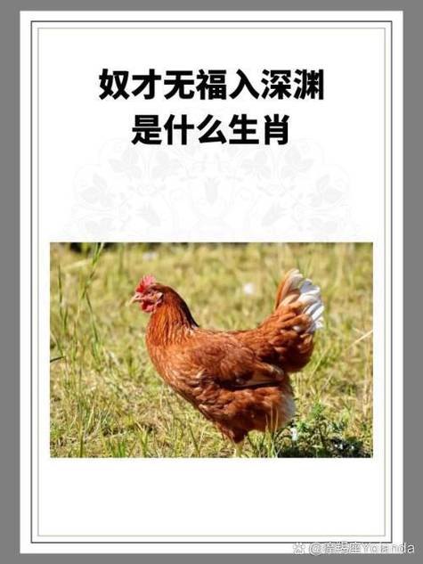 一无所有打一最佳生肖图标