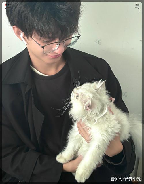 孤芳自赏猫小凯mp3下载
