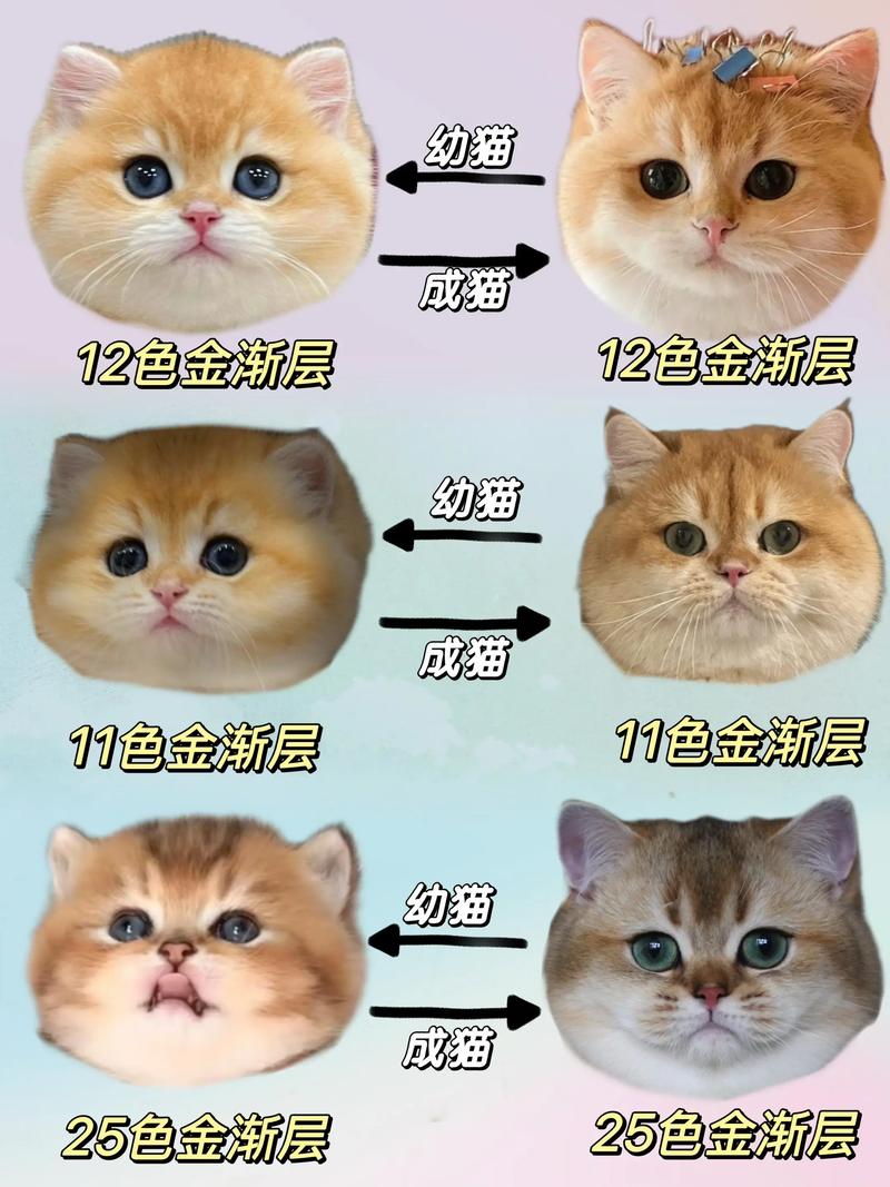 金渐层有几种色系游戏截图