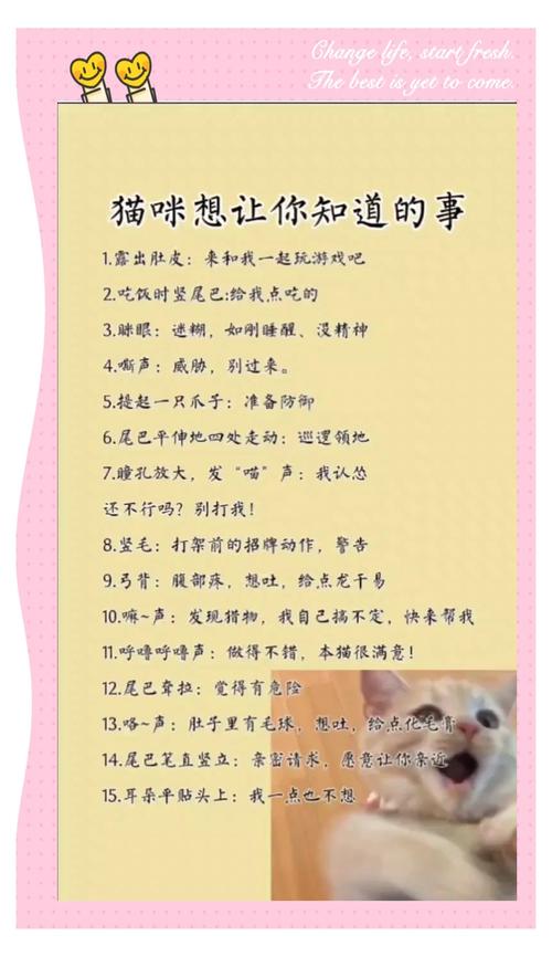闲人挖宝记猫咪的闲言碎语