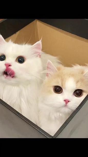 猫蹭人腿绕来绕去的图标