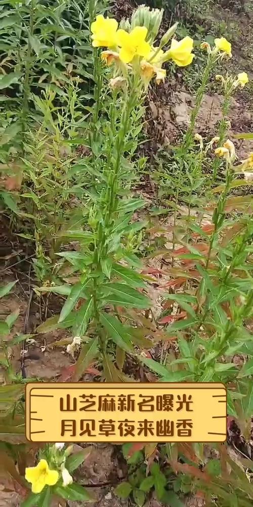 野生山芝麻缩略图