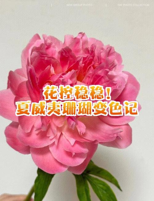 珊瑚时间久了会变色吗