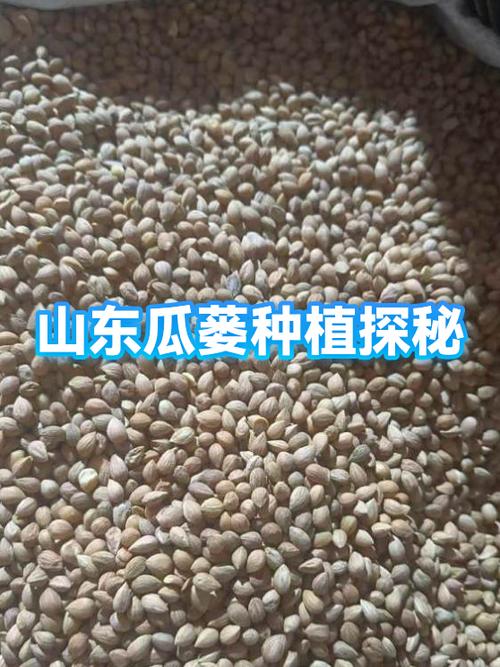 牢瓜是指谁