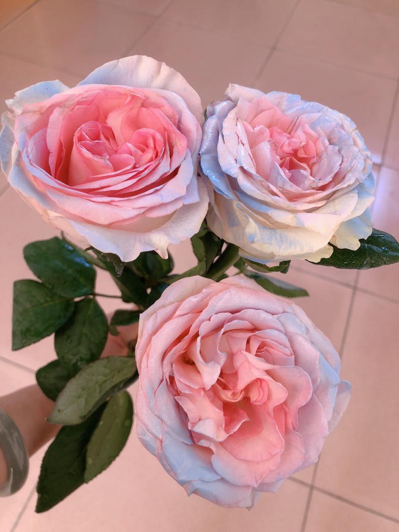 玫瑰花光饱和点