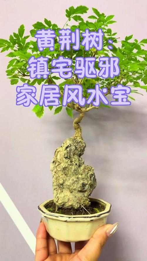 十大镇宅树图标