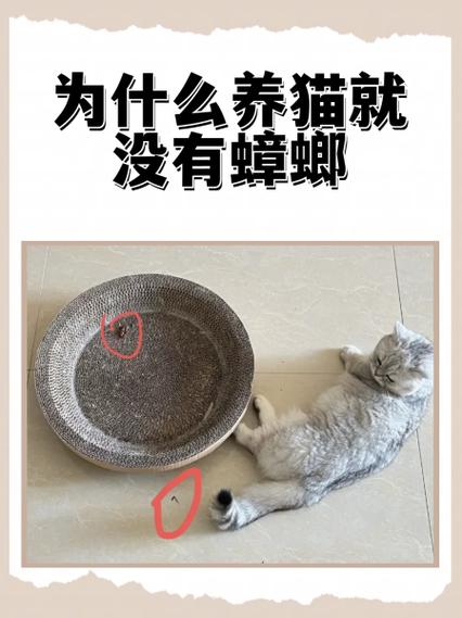 为什么养猫就没有蟑螂
