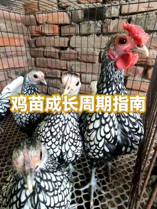 雏鸡开口料吃到多少天