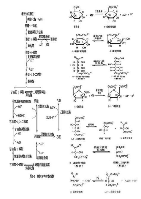 什么东西能把糖化解