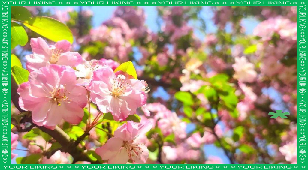 花季花季缩略图