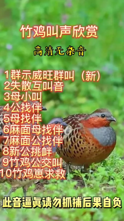 竹鸡叫声原声母缩略图
