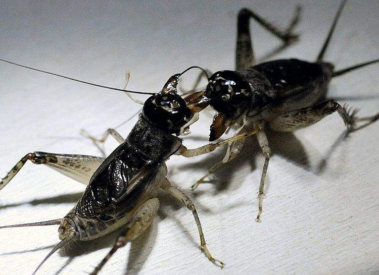 蟋蟀第一论坛