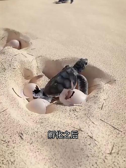 如何孵化海龟蛋缩略图