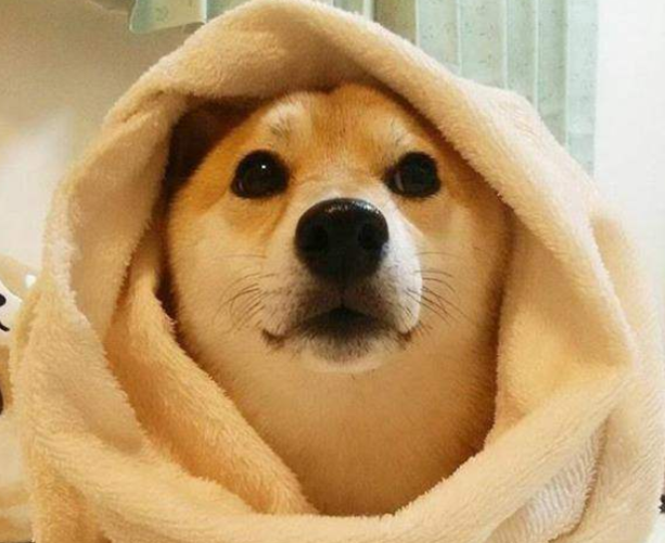 激萌宠物桌面缩略图