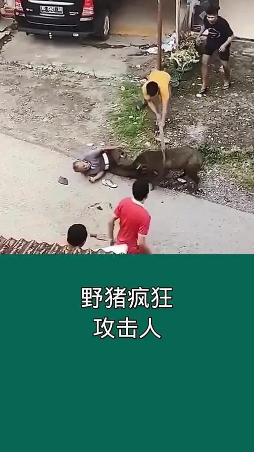 人拿刀打得过野猪吗游戏截图