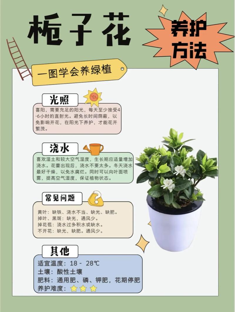 栀子花水培还是土培好游戏截图
