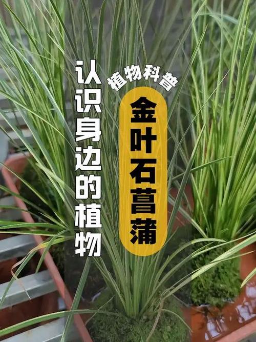 室内矮小的植物有哪些
