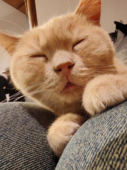 大橘猫搞笑视频游戏截图