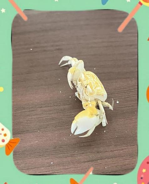 一顿吃了8个螃蟹会怎样