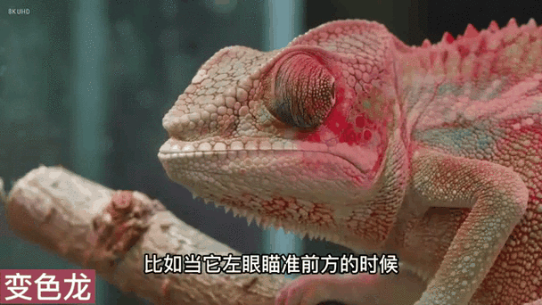 看图识动物软件