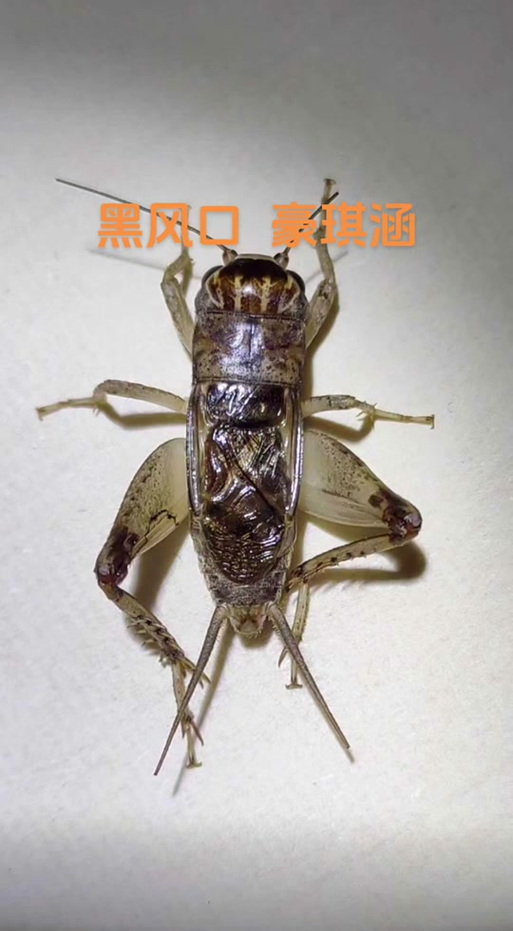 蛐蛐也疯狂折相思版图标