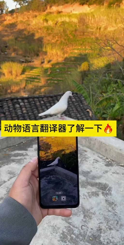 燕子语音翻译器缩略图