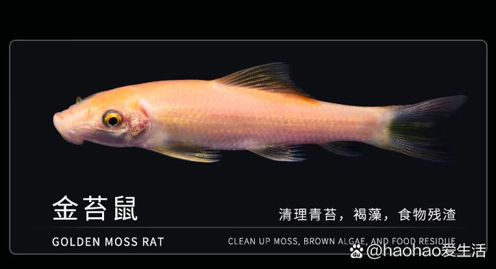 养鱼鱼屎怎么处理